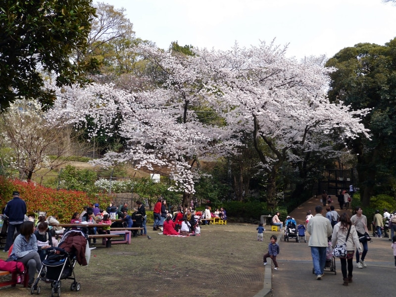 野毛山動物園内にはお弁当を広げられるスペースがたくさん。ピクニック気分を満喫しては(2014年4月1日撮影)