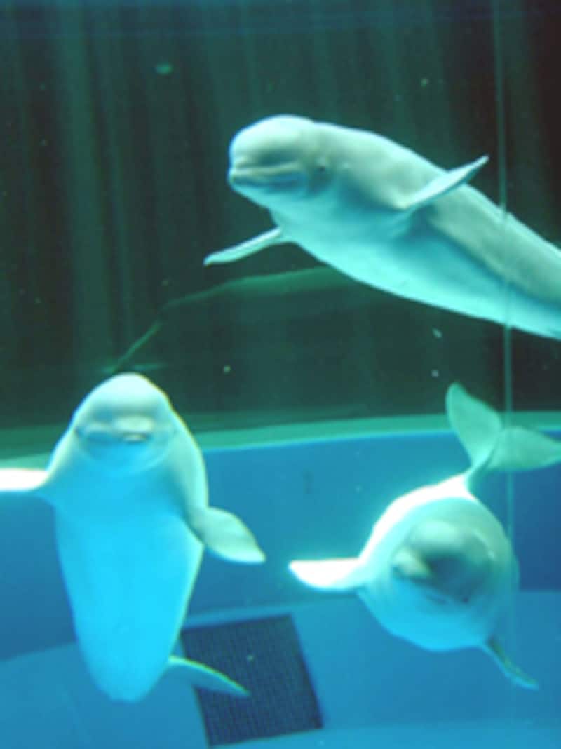 シロイルカ水槽