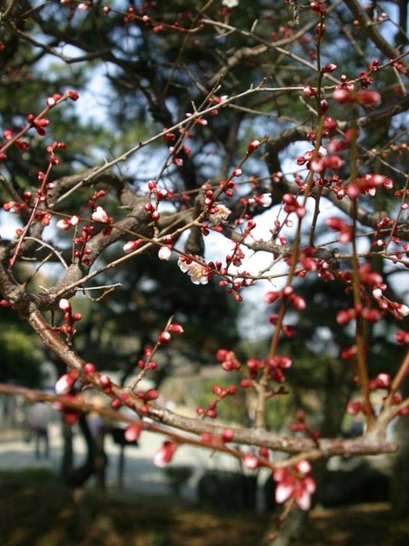 三溪園のウメは2月上旬から3月上旬まで楽しめます