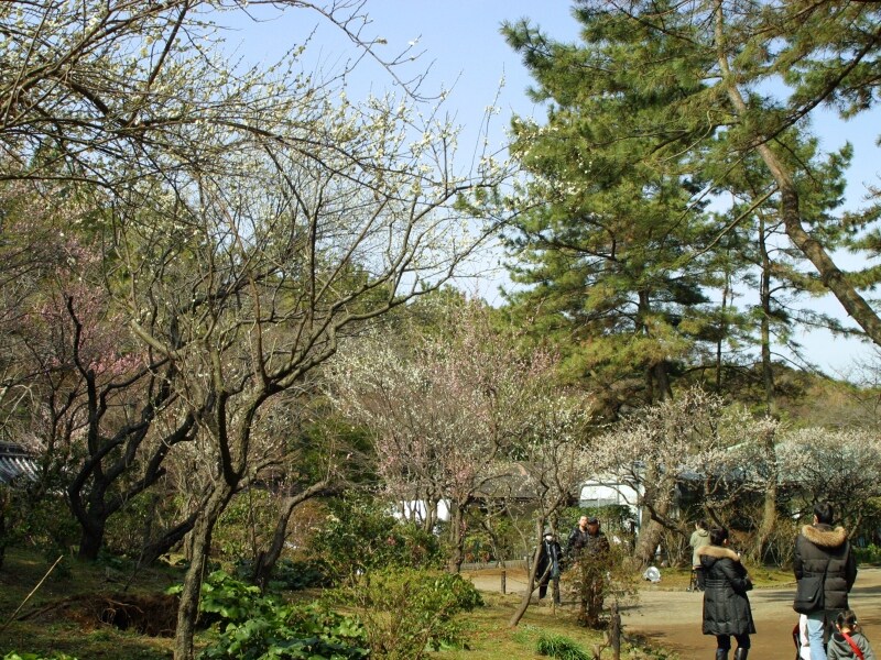 紅梅・白梅などが順々に咲き、いつ足を運んでも見られます