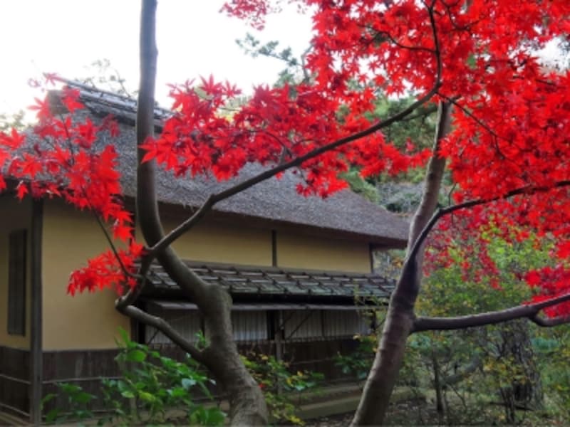 外苑の横笛庵周辺の紅葉も美しい！（2014年12月3日撮影）