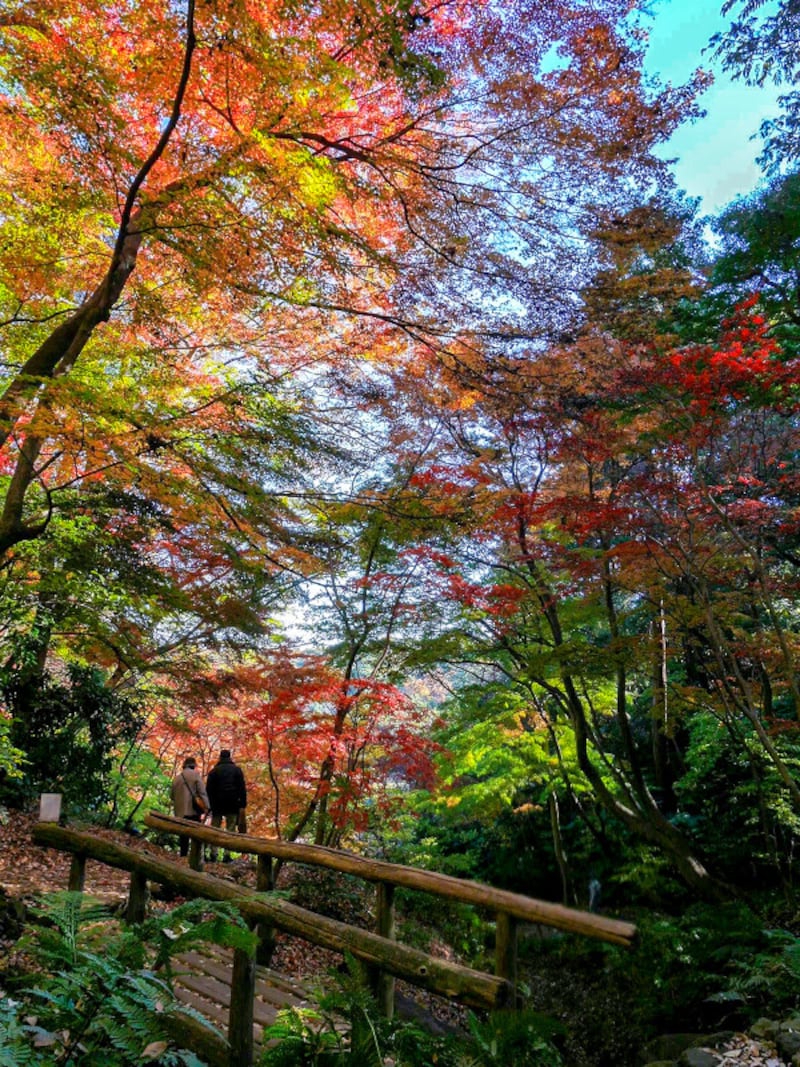 紅葉の遊歩道は道幅が狭いので譲り合って散策をお楽しみください(2016年12月8日撮影)