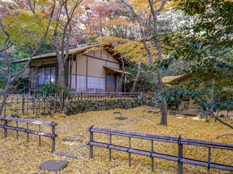 春草蘆では黄色いイチョウに囲まれた風景が楽しめます(2016年12月8日撮影)