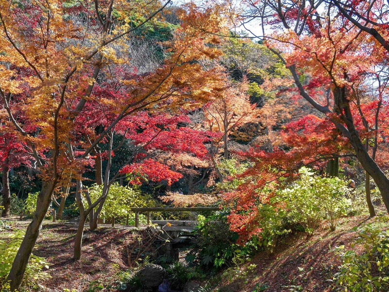 三溪園ではたくさんの紅葉の風景に出会えます。外苑のようす(2016年12月8日撮影)