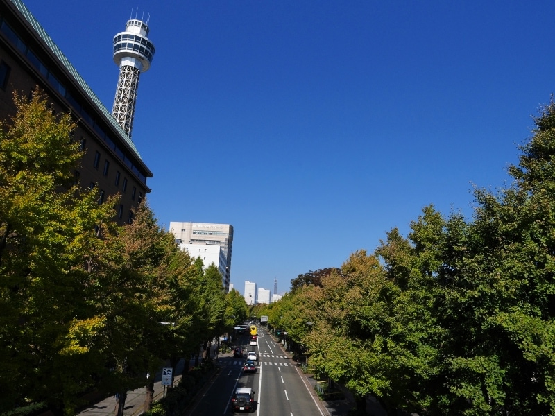 山下公園通りのイチョウ並木は10月下旬から徐々に色づき始めます（2017年10月27日撮影）
