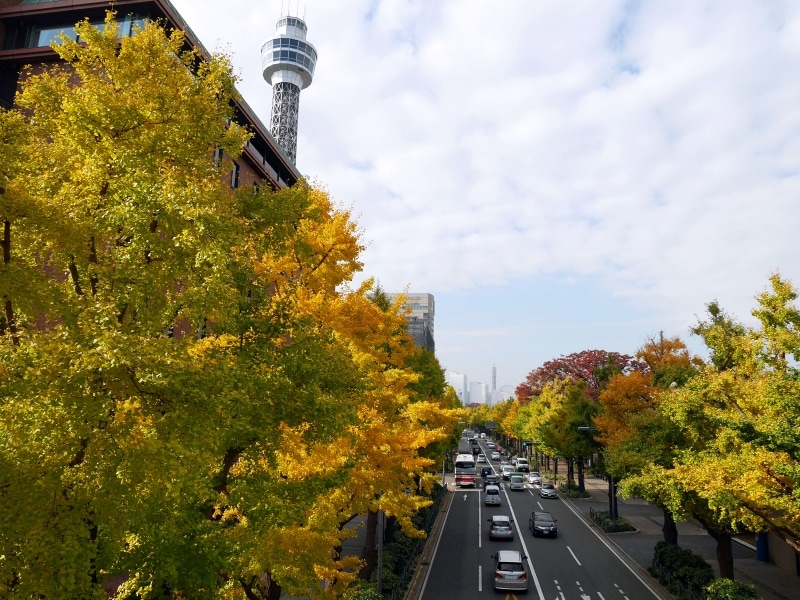 11月中旬ぐらいから黄色く色づいたイチョウが楽しめるように（2016年11月18日撮影）