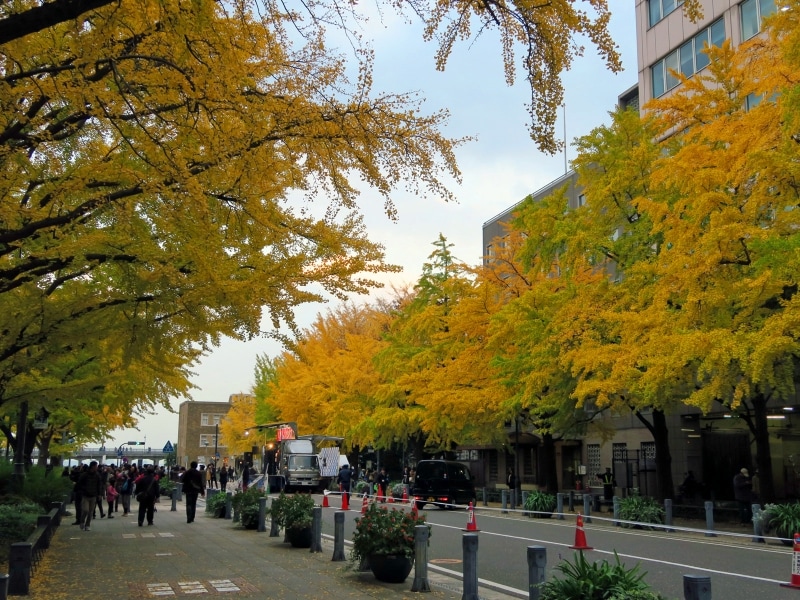 日本大通りは黄色く色づいたイチョウが見事（2014年11月24日撮影）