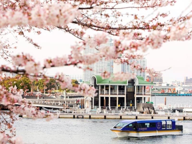ホテル専用クルーズ船「ル・グラン・ブルー」による「大岡川桜クルーズ」の様子(画像提供:ヨコハマ グランド インターコンチネンタル ホテル)