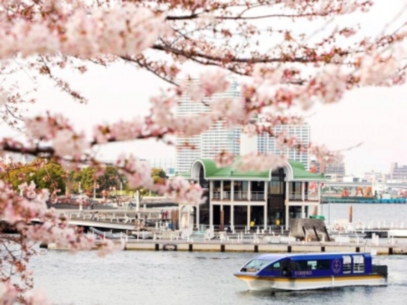 2018年3月24日~4月8日まで、ホテル専用クルーズ船「ル・グラン・ブルー」で「大岡川桜クルーズ(4000円、遊覧時間50分、ビールまたはお茶・お菓子付)」が楽しめます。大岡川沿いに咲く約500本のサクラのトンネルをくぐりながら、船上でお花見を(画像提供:ヨコハマ グランド インターコンチネンタル ホテル)