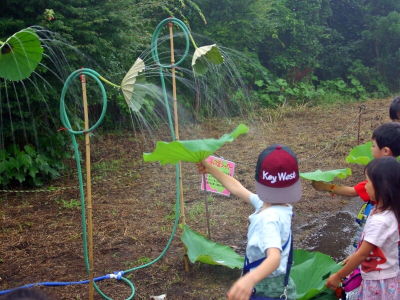 早朝観蓮会「ハスの葉シャワー」のようす(画像提供:三溪園)