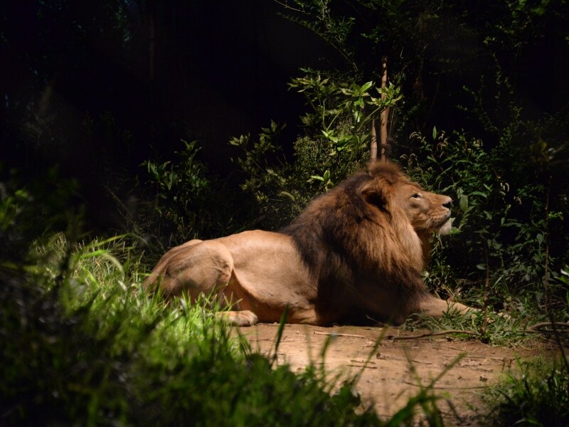夜の動物たちの姿を観察することができる「ナイトズーラシア」(画像提供:ズーラシア)