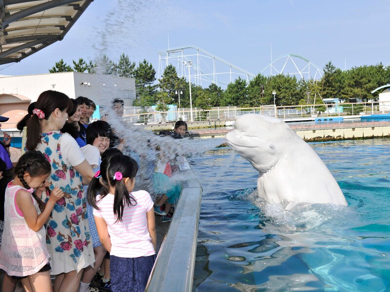 シロイルカによる豪快な水吹きのプレゼント!「スプラッシュタイム」(画像提供:横浜・八景島シーパラダイス)