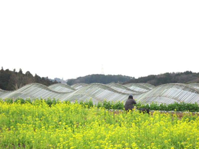 みはらし広場から見た、竹の海原