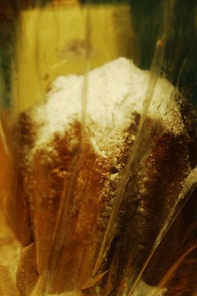 photo by SAWA pasqua