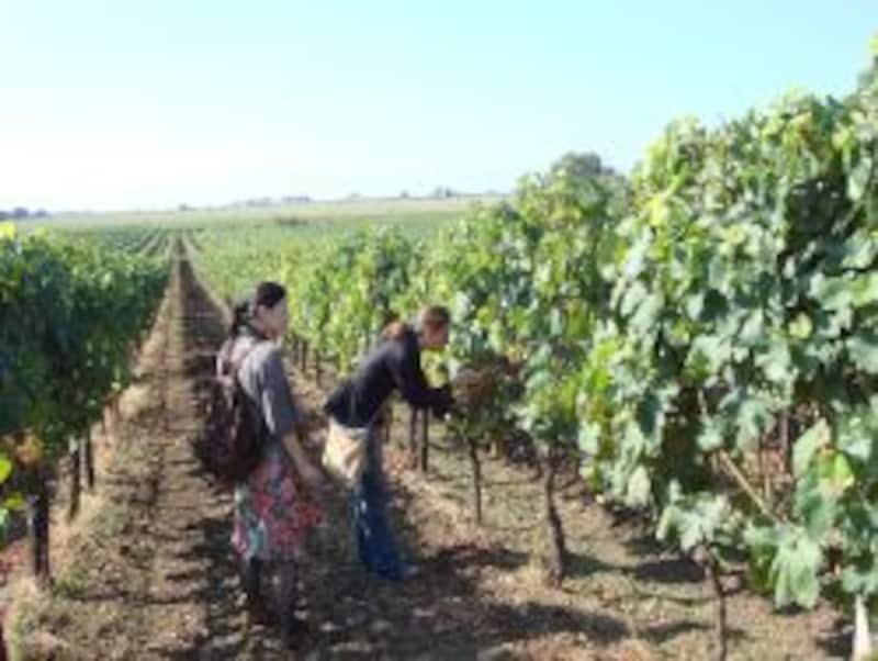 photo by SAWA pasqua