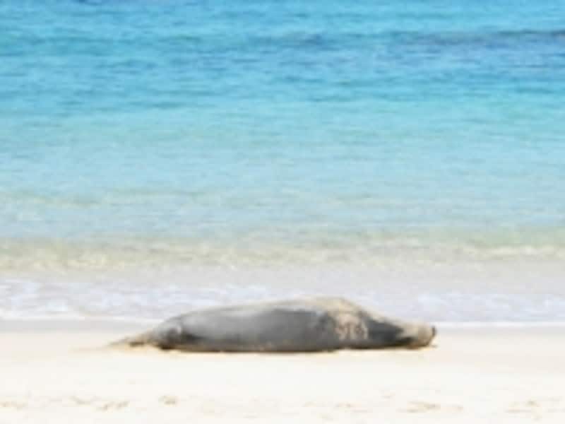 現在1300～1400頭しか生息していないというハワイアンモンクシール