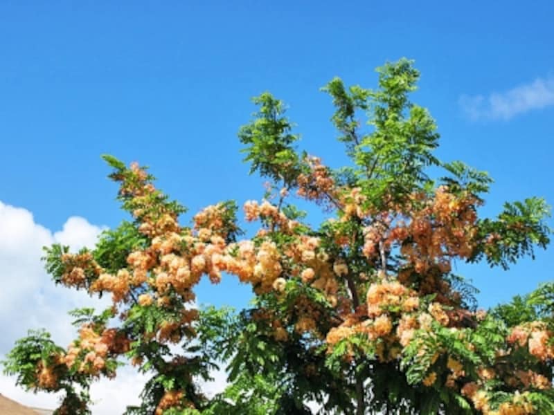 5月になるとトロピカルな花々も咲き始め、街歩きが楽しい時でもある