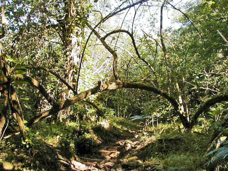 トレイルに架かる木のトンネル。足元にはグネグネと太い木の根が這う