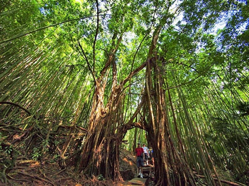 トレイル中盤に現れるバニアンツリーのトンネルと竹林