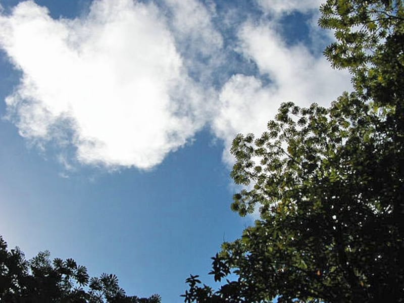 ゴールから眺めた空。木々の葉がレースのように広がって