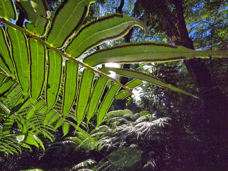 トレイルに生息する珍しい植物や花々もチェック