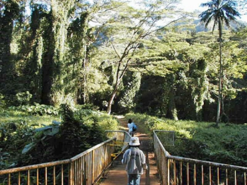 マノア渓谷は、人気テレビドラマ「LOST」のロケ地としても有名。この橋を渡ると、熱帯雨林の森の中へ