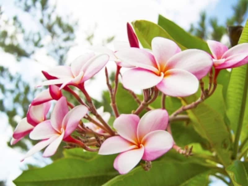 上品な甘い香りがするプルメリアの花