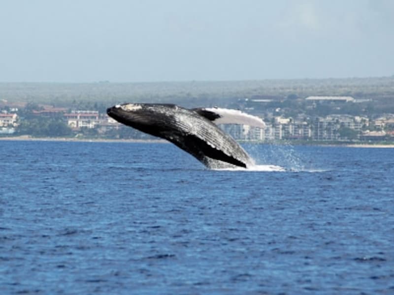 クジラの親子が迎えてくれる冬のマウイ島。西海岸からは、クジラの潮吹きを肉眼で見ることができる