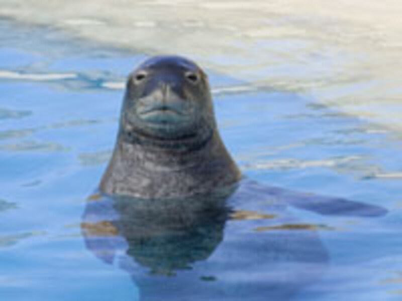 シーライフ・パーク