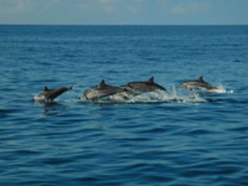 ドルフィン&ユー