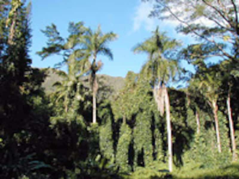 マノア・フォールズ・トレイル