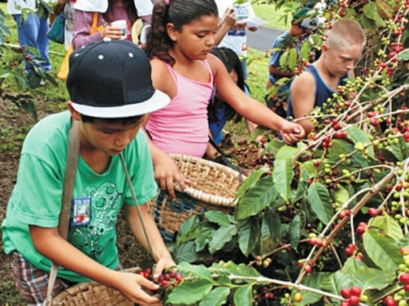 ファミリーで楽しめるイベントも(写真提供:Kona Coffee Cultural Festival)