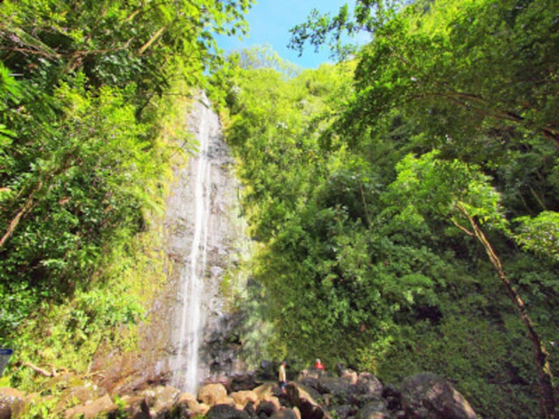 マノアの滝を目指して、うっそうと生い茂る樹木の中を歩くマノア・フォールズ・トレイ