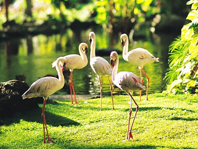ロビー周辺のトロピカルガーデンでは、フラミンゴやペンギンがお出迎え。ビレッジ内には、白鳥、アヒル、トキ、カメ、錦鯉など60種もの鳥や魚が生息しています