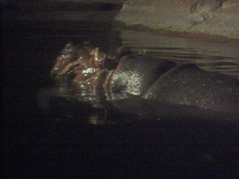 暗闇の中、耳をクルクル動かしながら泳ぐカバ