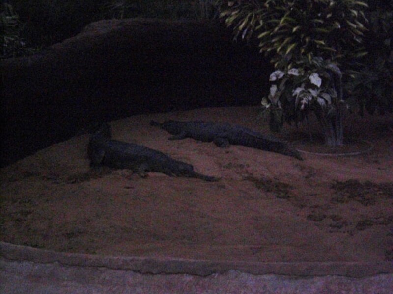 こちらは、細長い口先を持つワニの一種「カビアル」