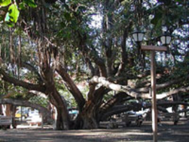 ラハイナ バニアンツリー