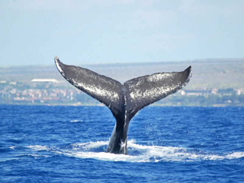 マウイ島西海岸とラナイ島・モロカイ島に挟まれたアウアウ海峡は海が浅く、サメに襲われる心配なく育児ができるそう