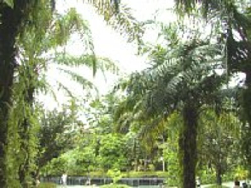 ボタニックガーデンの様子