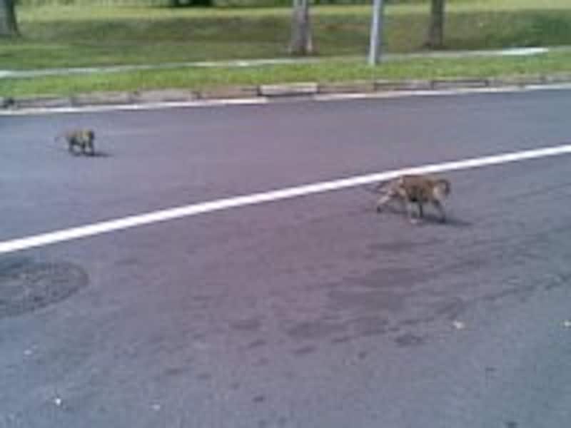 お猿さんファミリーに遭遇