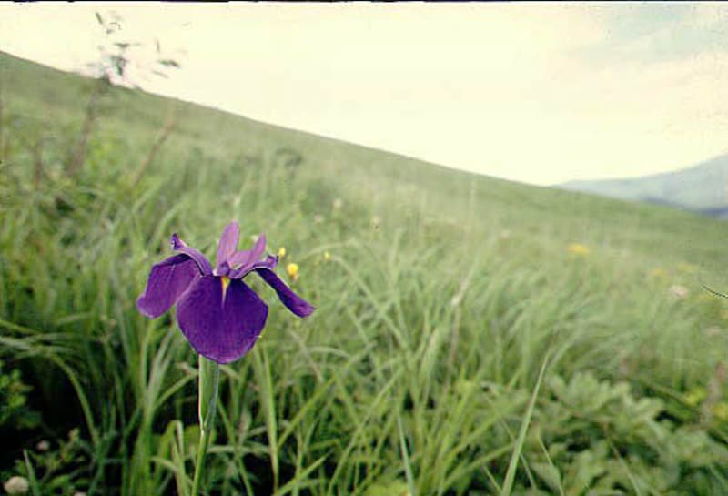 ノハナショウブ