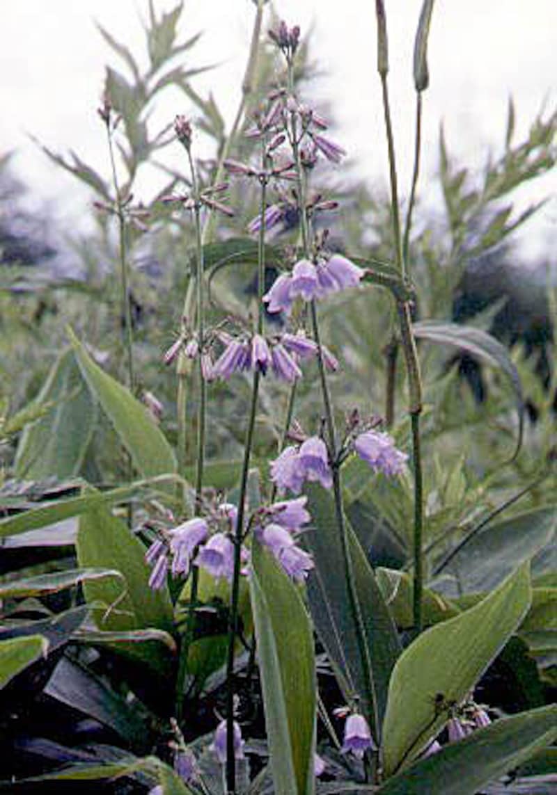 ツリガネニンジン