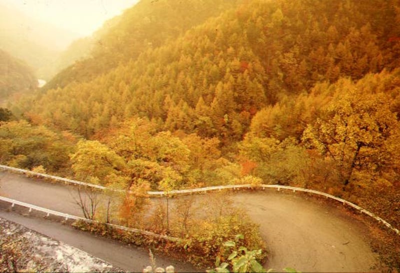 細尾峠南のカラマツ林