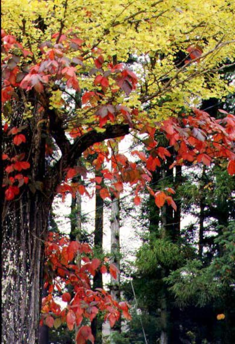 ツタウルシとイチョウ