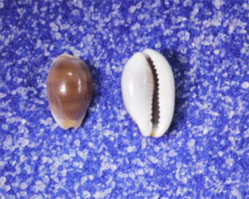 チャイロキヌタ