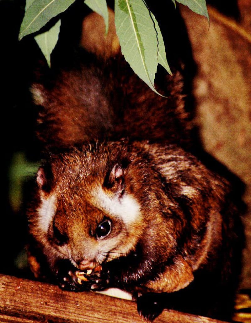 石船神社のムササビ