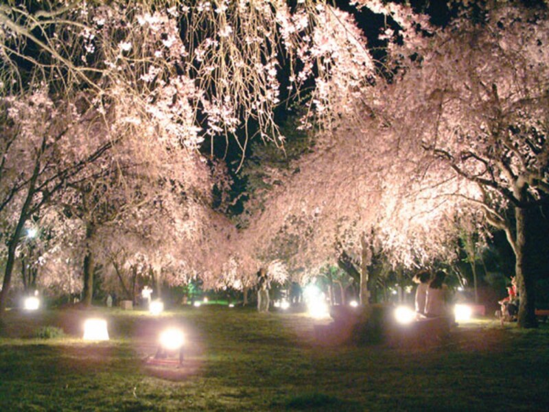 しだれ桜の宴