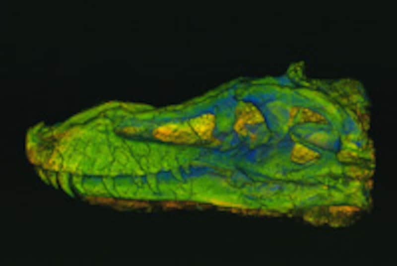 「恐竜博2005」“スー”のCTスキャン画像