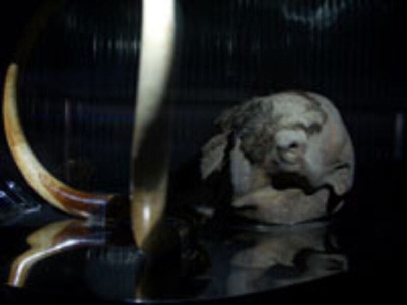 愛知万博で撮ったユカギルマンモス。あのときはほんと一瞬の出来事で…。もう一度会えてヨカッタね