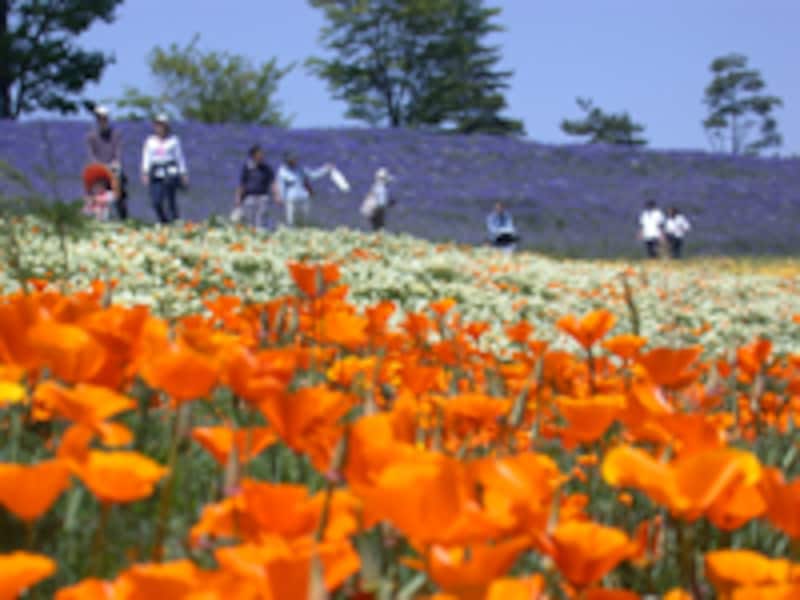 国営昭和記念公園